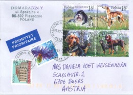 Piasecno Hunde Rassen Centaurea Blume Blüte Flockenblume Windhund Birken Wald Jagdhund - Storia Postale