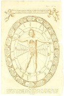 1682 Typus Sympathicus Microcosmi Cum Megacosmo Sive Signaturas Plantarum, Cum Singulis Humani Corporis Membris Exprimen - Estampes & Gravures