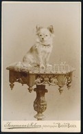 Cca 1875 Kiskutya, Keményhátú Fotó Jungmann & Schorn Banden-badeni Műterméből, Jó állapotban, 10×6 Cm / Little Dog, Vint - Autres & Non Classés