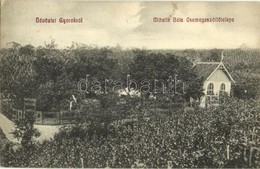 T2 1912 Gyorok, Ghioroc; Mihalik Béla Csemegeszőlő Telepe  Vineyards - Ohne Zuordnung