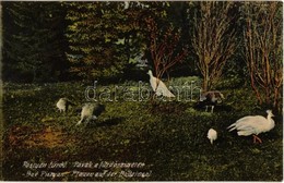 T2 1910 Pöstyén, Piestany, Pistyan; Pávák A Fürdőszigeten / Peacocks In The Spa Island - Non Classés