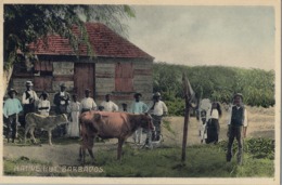 BARBADOS , TARJETA POSTAL NO CIRCULADA - NATIVE HUT , TEMA ÉTNICO , ETNIC , AGRICULTURA , GANADERIA - Barbados