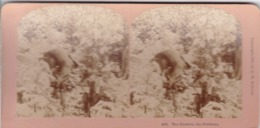 1894 / KILBURN 4974 / CHASSE / HUNTING / THE HUNTERS / BROTHERS - Photos Stéréoscopiques