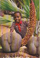 SEYCHELLES - COCO FESSES - COCO DE MER  MALE OU FEMELLE - ENFANT JEUNE GARCON - Seychelles