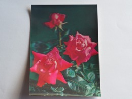 3d 3 D Lenticular Stereo Postcard Rose  Toppan    A 207 - Stereoscope Cards