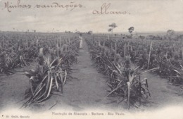 Brésil,brasil,SAO PAULO,1904,PLANTATION,ABACAXIS,RARE - São Paulo