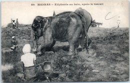 ASIE  - INDE - Madras --  Eléphants Au Bain , Après Le Travail - Indien