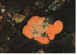 TUBIFERA FERUGINOSA - Mushrooms