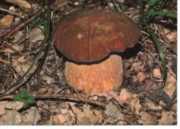 BOLETUS PINICOLA - BOLET DES PINS - Funghi