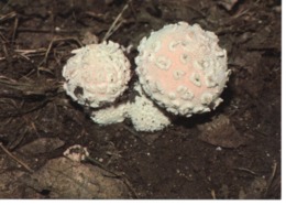 LYCOPERDON CAELATUM - LYCOPERDON CISELÉ - Champignons