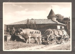 PHOTO   De CHASSELAS   SAONE ET LOIRE    Attelage De Boeufs  Tonneaux (14,5  X 10,5  Cm) - Profesiones