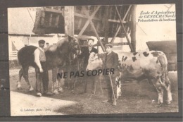 Ecole  D Agriculture De GENECH  Nord  Presentation De Bestiaux    Vache  Cheval - Autres & Non Classés