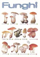 FUNGHI - Specie Commestibili E Velenose - Boletus Edulis - Amanita Phalloides - Amanita Caesaria - Mushrooms / Fungo - Mushrooms