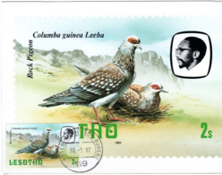 LESOTHO,  Picture Postcard, Dove   /  LESOTHO, Carte De Première Jour,  Pigeon, 1982 - Pigeons & Columbiformes