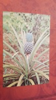 Uganda. Pineapple  - Old Postcard - Oeganda