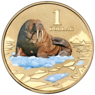 AUSTRALIA • 2013 • $1 • POLAR ANIMALS - WALRUS • Coloured Uncirculated Coin In Card - Andere & Zonder Classificatie