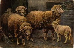 CPA AK Biberach A. D. Riss - Prof. A. Braith-Museum - Lambs GERMANY (913047) - Biberach