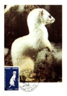 Thème Animaux - Hermine - Andorre Carte Maximum - Rongeurs