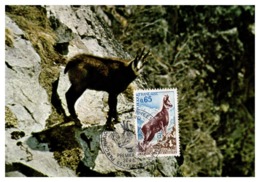 Thème Animaux - Isard - France Carte Maximum - Other & Unclassified