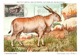 Thème Animaux - Antilope - A.E.F. Carte Maximum - Sonstige & Ohne Zuordnung