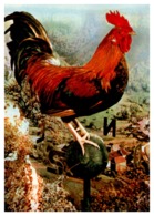 Thème Animaux - Oiseaux - Coq - France Carte - Hoftiere