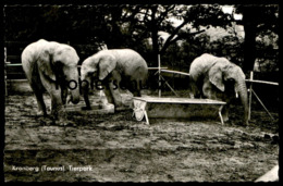 ÄLTERE POSTKARTE KRONBERG IM TAUNUS TIERPARK ELEFANTEN Zoo Elefant Elephant Elephants Tusker Cpa Postcard AK Postcard - Kronberg