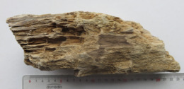 Bois Fossile Silicifié Vallée D'eure - Fósiles