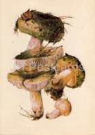 Green Russula - Russula Virescens - Illustration By A. Shipilenko - Mushrooms - 1976 - Russia USSR - Unused - Pilze