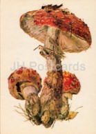 Fly Agaric - Amanita Muscaria - Illustration By A. Shipilenko - Mushrooms - 1976 - Russia USSR - Unused - Funghi