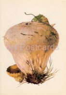 Puffball - Handkea Utriformis - Illustration By A. Shipilenko - Mushrooms - 1976 - Russia USSR - Unused - Pilze