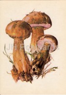 Bitter Bolete - Tylopilus Felleus - Illustration By A. Shipilenko - Mushrooms - 1976 - Russia USSR - Unused - Funghi