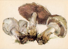 Field Mushroom - Agaricus Campestris - Illustration By A. Shipilenko - Mushrooms - 1976 - Russia USSR - Unused - Paddestoelen