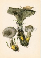 Slimy Spike-cap - Gomphidius Glutinosus - Illustration By A. Shipilenko - Mushrooms - 1976 - Russia USSR - Unused - Pilze