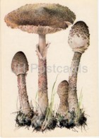 Parasol Mushroom - Macrolepiota Procera - Illustration By A. Shipilenko - Mushrooms - 1976 - Russia USSR - Unused - Mushrooms