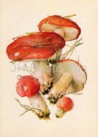 The Sickener Mushroom - Russula Emetica - Illustration By A. Shipilenko - Mushrooms - 1976 - Russia USSR - Unused - Mushrooms