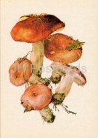 Bare-toothed Russula - Russula Vesca - Illustration By A. Shipilenko - Mushrooms - 1976 - Russia USSR - Unused - Pilze