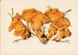 Chanterelle - Cantharellus Cibarius - Illustration By A. Shipilenko - Mushrooms - 1976 - Russia USSR - Unused - Pilze