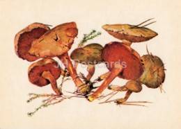 Peppery Bolete - Chalciporus Piperatus - Illustration By A. Shipilenko - Mushrooms - 1976 - Russia USSR - Unused - Pilze
