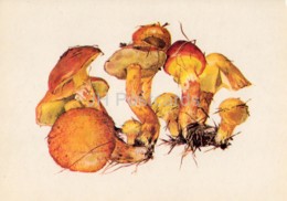 Larch Bolete Mushroom - Suillus Grevillei - Illustration By A. Shipilenko - Mushrooms - 1976 - Russia USSR - Unused - Paddestoelen