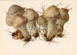 Common Puffball - Lycoperdon Perlatum - Illustration By A. Shipilenko - Mushrooms - 1976 - Russia USSR - Unused - Pilze