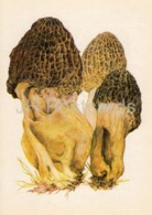 Yellow Morel Mushroom - Morchella Esculenta - Illustration By A. Shipilenko - Mushrooms - 1976 - Russia USSR - Unused - Paddestoelen