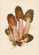 Early Morel Mushroom - Verpa Bohemica - Illustration By A. Shipilenko - Mushrooms - 1976 - Russia USSR - Unused - Funghi