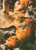 Stinking Russula Mushroom - Russula Foetens - Mushrooms - 1980 - Russia USSR - Unused - Champignons