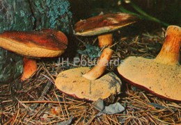 Bay Bolete Mushroom - Imleria Badia - Mushrooms - 1980 - Russia USSR - Unused - Paddestoelen