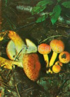 Brick Tuft Mushroom - Hypholoma Lateritium - Mushrooms - 1980 - Russia USSR - Unused - Pilze