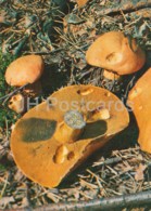 Boletus - Xerocomus - Mushrooms - 1980 - Russia USSR - Unused - Pilze
