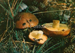 Slippery Jack Mushroom - Suillus Luteus - Mushrooms - 1980 - Russia USSR - Unused - Mushrooms