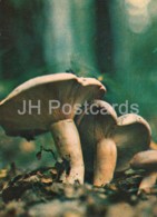 Blushing Milkcap Mushroom - Lactarius Controversus - Mushrooms - 1980 - Russia USSR - Unused - Champignons