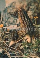 Black Morel Mushroom - Morchella Conica - Mushrooms - 1980 - Russia USSR - Unused - Funghi