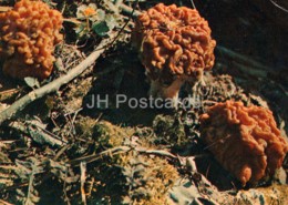 False Morel Mushroom - Gyromitra Esculenta - Mushrooms - 1980 - Russia USSR - Unused - Funghi